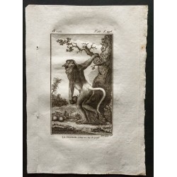 Gravure de 1800 - La guenon à long nez, vue de profil [Singes] - 1