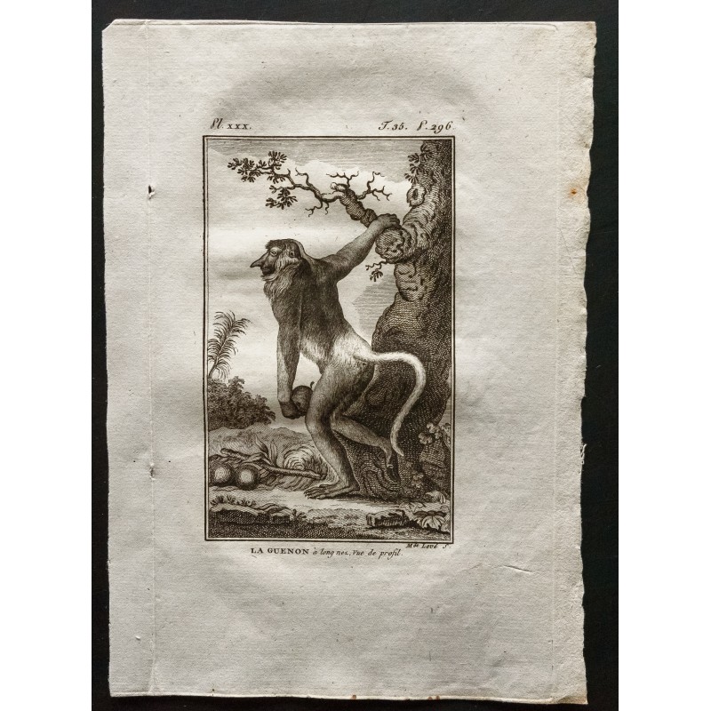 Gravure de 1800 - La guenon à long nez, vue de profil [Singes] - 1