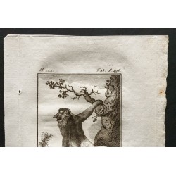 Gravure de 1800 - La guenon à long nez, vue de profil [Singes] - 2