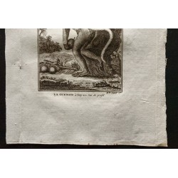 Gravure de 1800 - La guenon à long nez, vue de profil [Singes] - 3