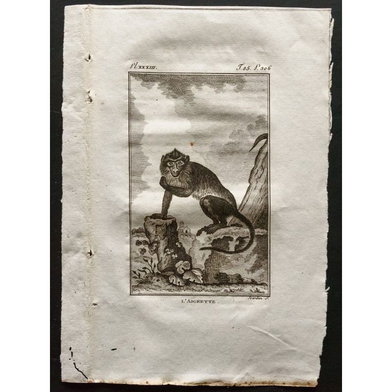 Gravure de 1800 - L'aigrette [Singes] - 1