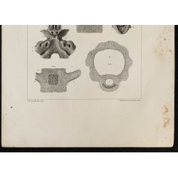 Gravure de 1864 - Têtard, vertèbre de poulet - 3