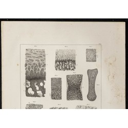 Gravure de 1864 - Tissu osseux et cartilage - 2