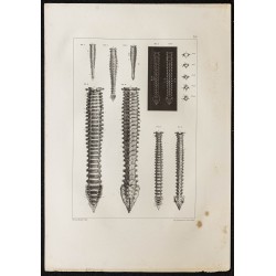 Gravure de 1864 - Colonnes vertébrales de fœtus - 1