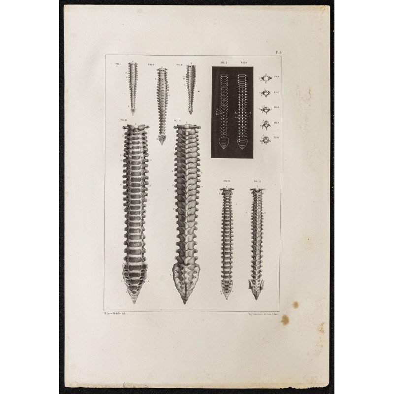 Gravure de 1864 - Colonnes vertébrales de fœtus - 1