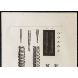 Gravure de 1864 - Colonnes vertébrales de fœtus - 2