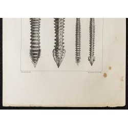 Gravure de 1864 - Colonnes vertébrales de fœtus - 3