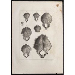 Gravure de 1864 - Os occipital du crâne - 1
