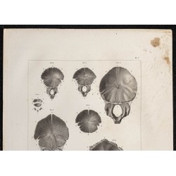 Gravure de 1864 - Os occipital du crâne - 2