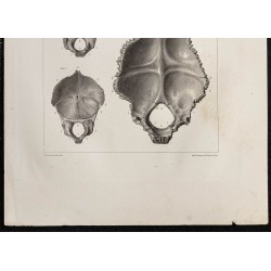 Gravure de 1864 - Os occipital du crâne - 3