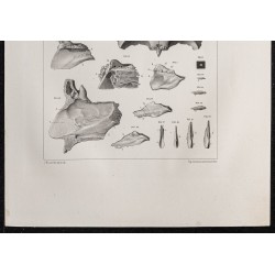 Gravure de 1864 - Os ethmoïde et crane - 3
