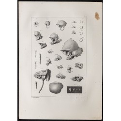 Gravure de 1864 - Os temporale et crâne - 1
