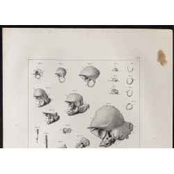 Gravure de 1864 - Os temporale et crâne - 2