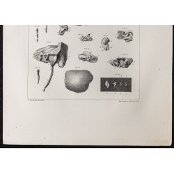 Gravure de 1864 - Os temporale et crâne - 3