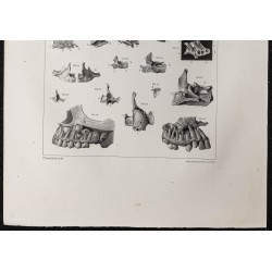 Gravure de 1864 - Crâne et mâchoire - 3