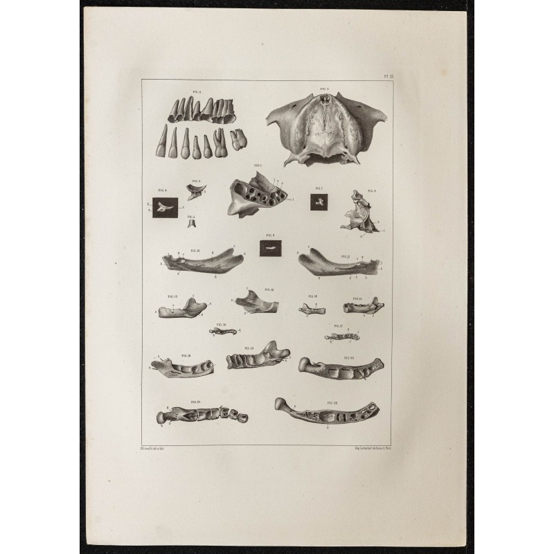 Gravure de 1864 - Crâne et mâchoire - 1