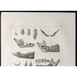 Gravure de 1864 - Crâne et mâchoire - 2
