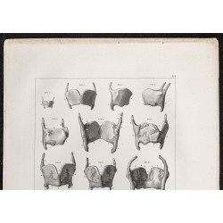 Gravure de 1864 - Cartilage Larynx et thyroïde - 2