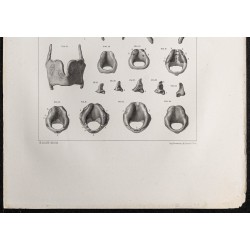Gravure de 1864 - Cartilage Larynx et thyroïde - 3