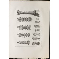 Gravure de 1864 - Développement du sternum - 1
