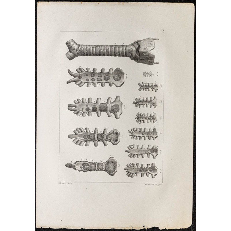 Gravure de 1864 - Développement du sternum - 1