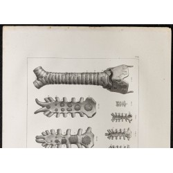 Gravure de 1864 - Développement du sternum - 2