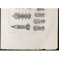 Gravure de 1864 - Développement du sternum - 3