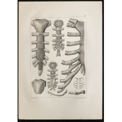 Gravure de 1864 - Développement du sternum - 1