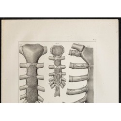 Gravure de 1864 - Développement du sternum - 2