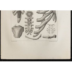 Gravure de 1864 - Développement du sternum - 3