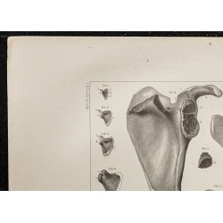 Gravure de 1864 - Développement de l'omoplate - 2