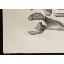 Gravure de 1864 - Développement de l'omoplate - 4