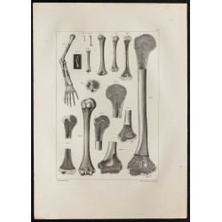 Gravure de 1864 - Bras et Humérus - 1