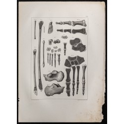 Gravure de 1864 - Pieds et os du péroné - 1