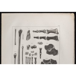 Gravure de 1864 - Pieds et os du péroné - 2