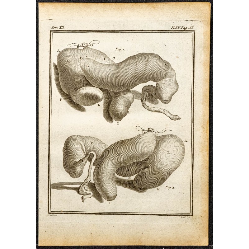 Gravure de 1764 - Estomac de l’hippopotame - 1