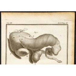 Gravure de 1764 - Estomac de l’hippopotame - 2