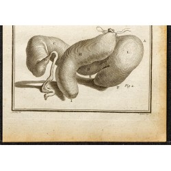 Gravure de 1764 - Estomac de l’hippopotame - 3