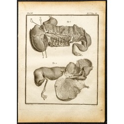 Gravure de 1764 - Estomac de l'hippopotame - 1