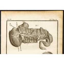 Gravure de 1764 - Estomac de l'hippopotame - 2