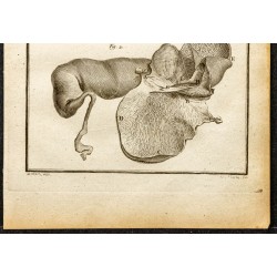 Gravure de 1764 - Estomac de l'hippopotame - 3