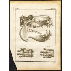 Gravure de 1764 - Crâne de l'hippopotame - 1
