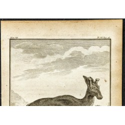 Gravure de 1764 - Vue d'un élan - 2