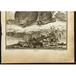 Gravure de 1764 - Vue d'un élan - 3