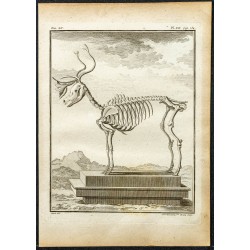 Gravure de 1764 - Squelette de renne - 1