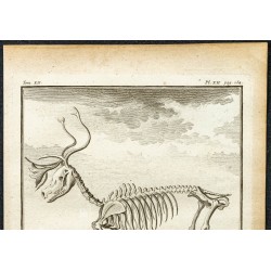 Gravure de 1764 - Squelette de renne - 2
