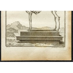 Gravure de 1764 - Squelette de renne - 3