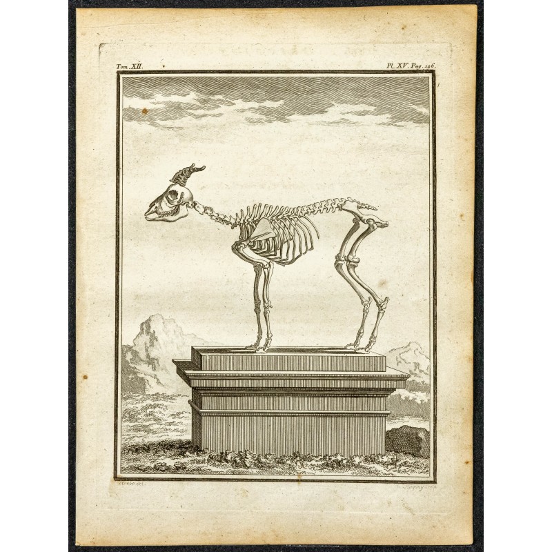 Gravure de 1764 - Squelette d'un bouquetin bâtard - 1