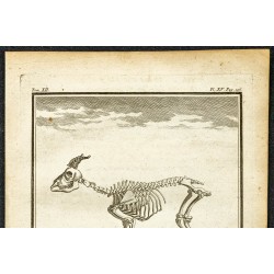 Gravure de 1764 - Squelette d'un bouquetin bâtard - 2