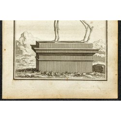 Gravure de 1764 - Squelette d'un bouquetin bâtard - 3